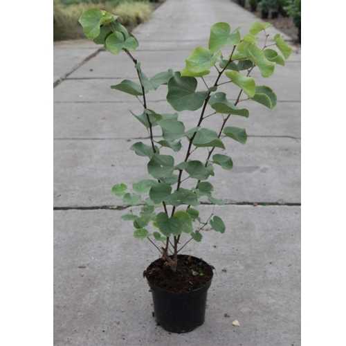 Erguvan Ağacı (Cercis siliquastrum) 3 Adet