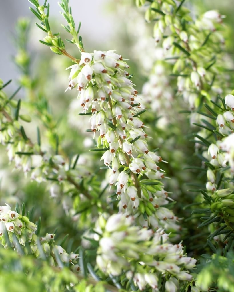 Erika (Funda) Çiçeği – Erica Carnea - Beyaz