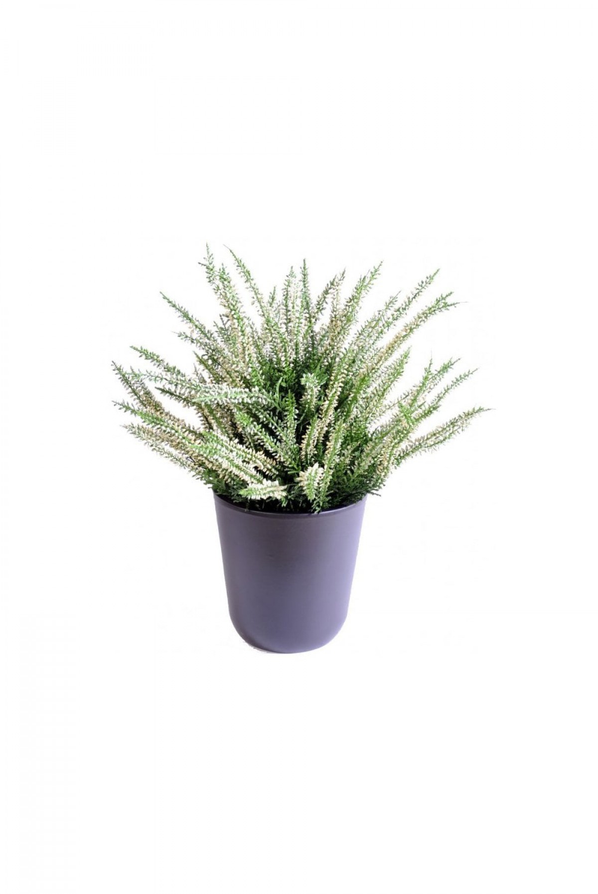 Erika (Funda) Çiçeği – Erica Carnea - Beyaz