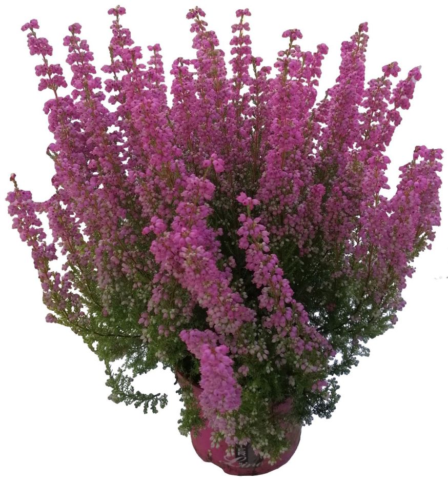 Erika (Funda) Çiçeği – Erica Carnea - Mor