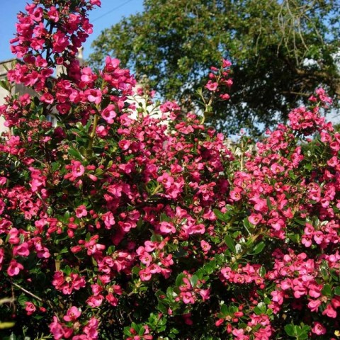 Eskolonya  Pembe Çiçekli - Escallonia Cardinallis 3 Adet