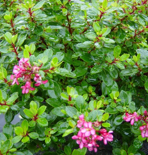 Eskolonya  Pembe Çiçekli - Escallonia Cardinallis 3 Adet