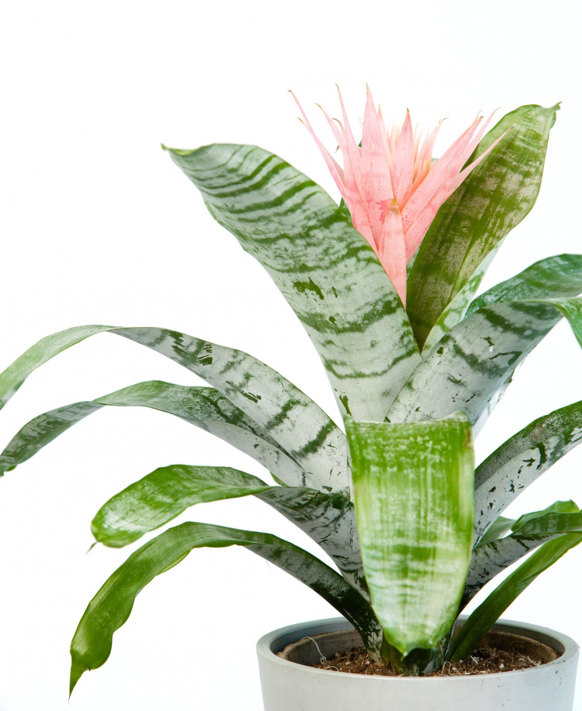 Eşmeya – Kupa Çiçeği (Aechmea) Eşmeya – Kupa Çiçeği (Aechmea)