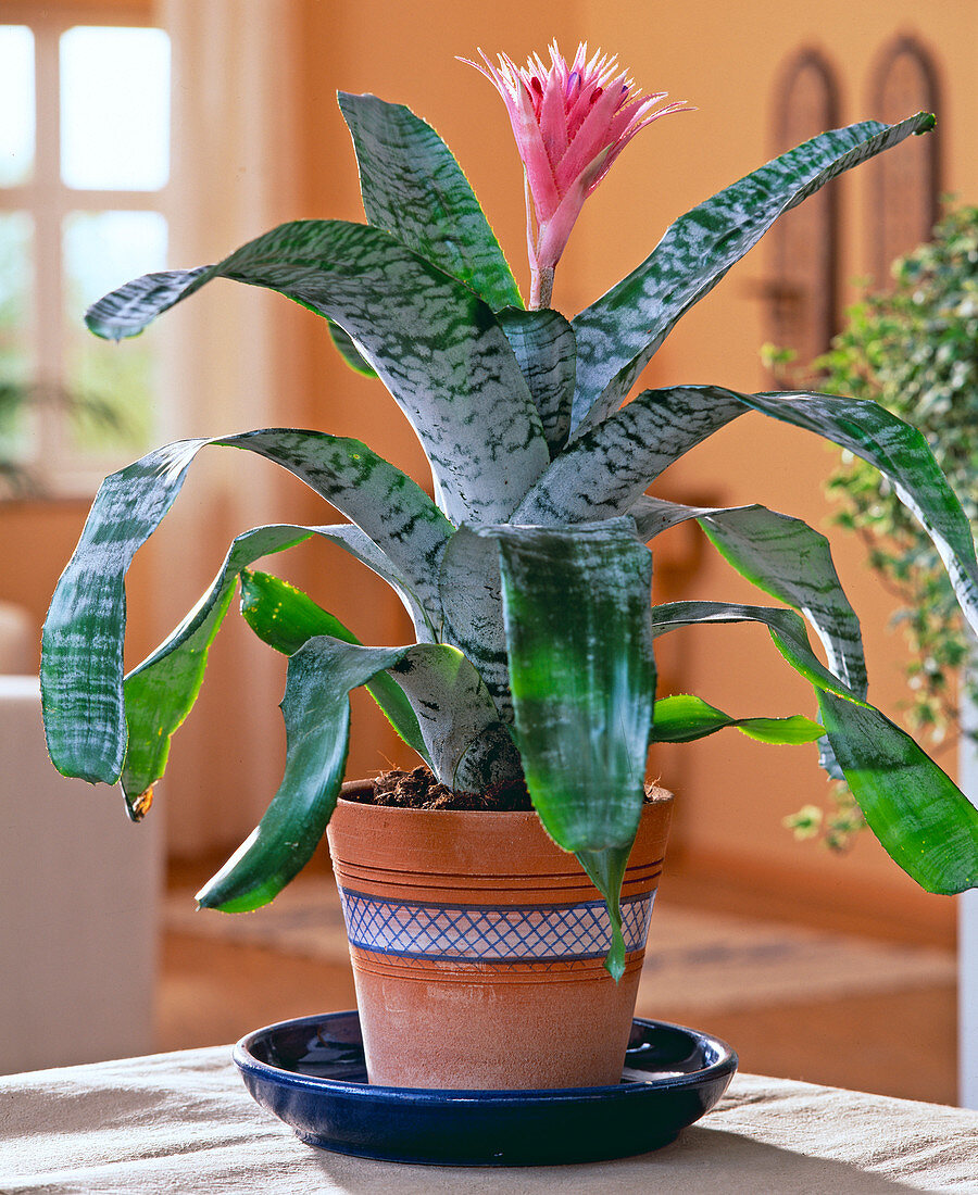 Eşmeya – Kupa Çiçeği (Aechmea) Eşmeya – Kupa Çiçeği (Aechmea)