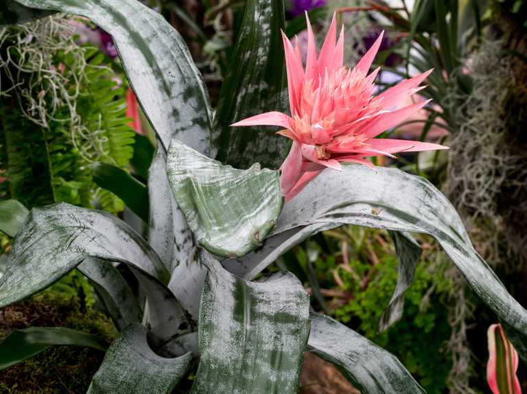 Eşmeya – Kupa Çiçeği (Aechmea) Eşmeya – Kupa Çiçeği (Aechmea)
