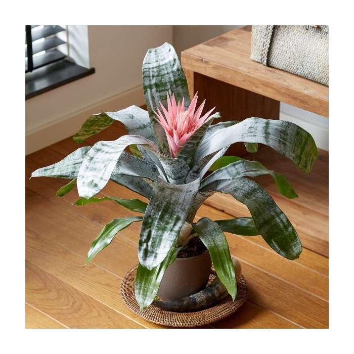 Eşmeya – Kupa Çiçeği (Aechmea) Eşmeya – Kupa Çiçeği (Aechmea)