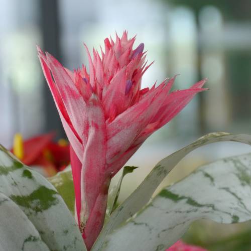 Eşmeya – Kupa Çiçeği (Aechmea) Eşmeya – Kupa Çiçeği (Aechmea)