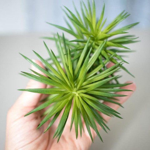 Etli Çalı Senecio – Senecio Himalaya - Senecio Barbertonicus 20 Adet