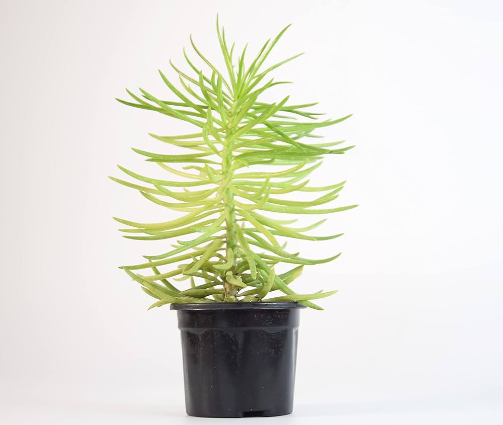 Etli Çalı Senecio – Senecio Himalaya - Senecio Barbertonicus 20 Adet