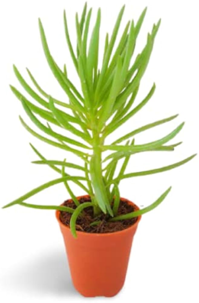 Etli Çalı Senecio – Senecio Himalaya - Senecio Barbertonicus 5 Adet