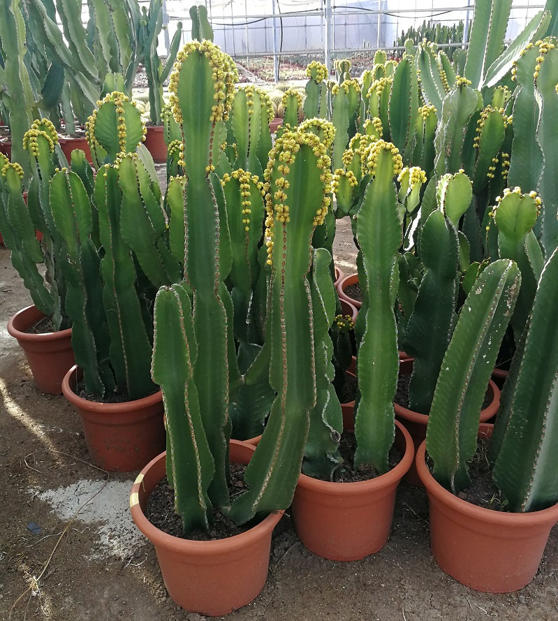 Euphorbia Acrurensis – Yalancı Kaktüs 20-40 cm Euphorbia Acrurensis – Yalancı Kaktüs 20-40 cm
