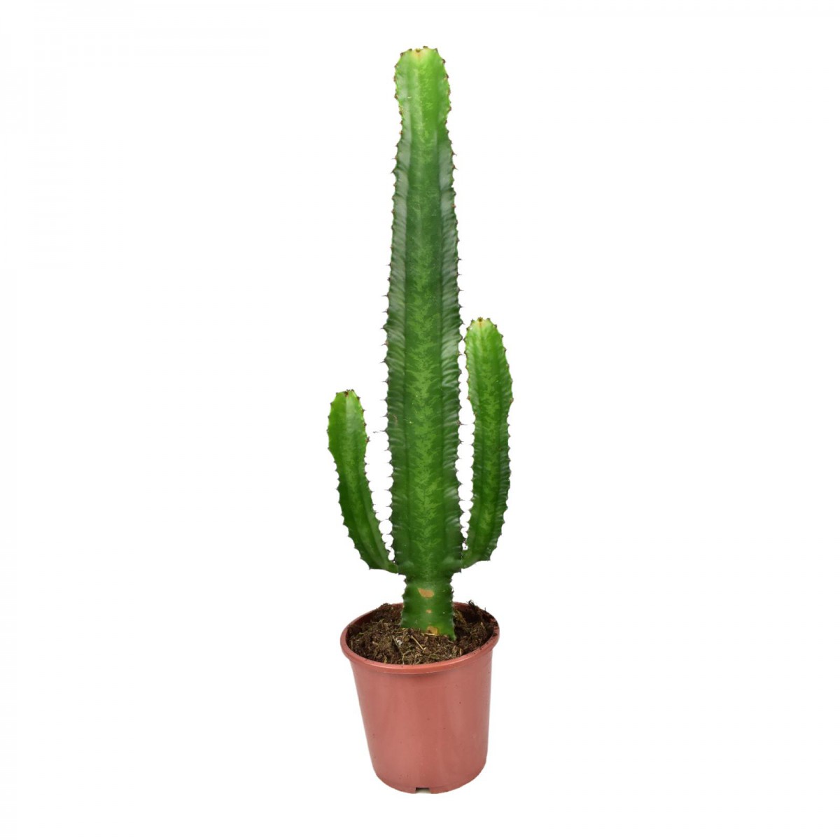 Euphorbia Acrurensis – Yalancı Kaktüs 20-40 cm Euphorbia Acrurensis – Yalancı Kaktüs 20-40 cm