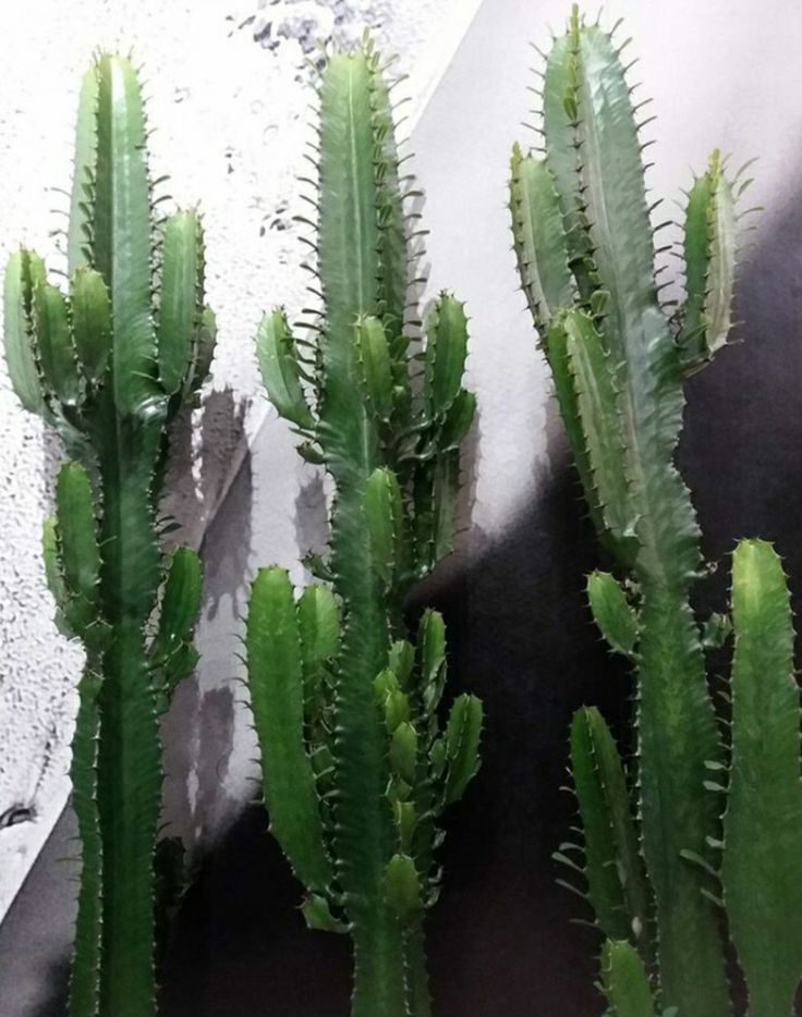 Euphorbia Acrurensis – Yalancı Kaktüs 20-40 cm Euphorbia Acrurensis – Yalancı Kaktüs 20-40 cm