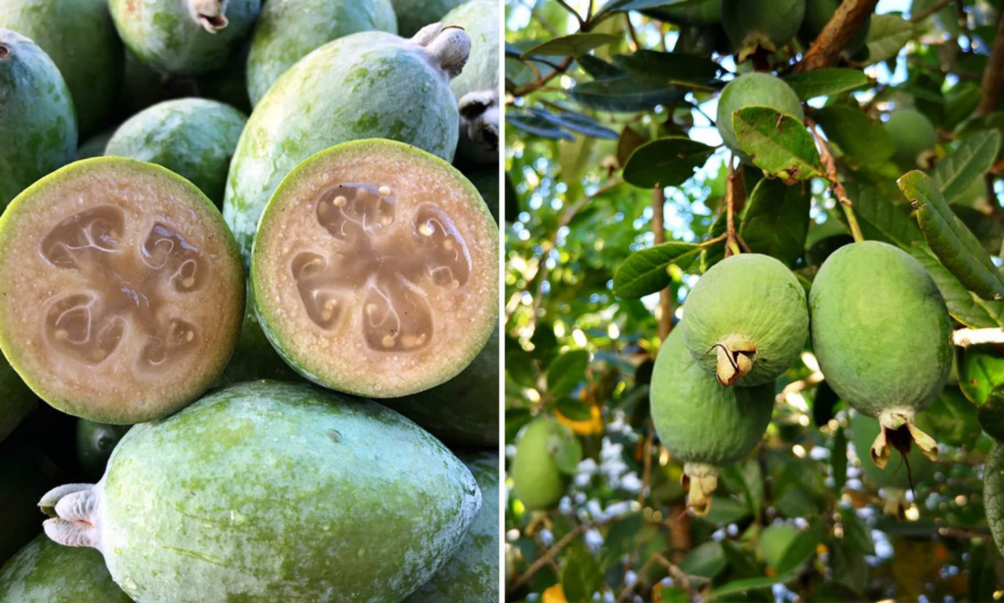 Feijoa Kaymak Ağacı Fidanı 3 Yaş 10 Adet