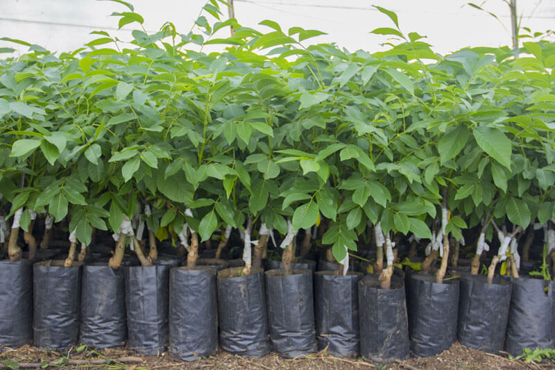 Fernor Ceviz Fidanı 3 Yaş Tüplü ve Aşılı 5 Adet Fernor Ceviz Fidanı 3 Yaş Tüplü ve Aşılı 5 Adet