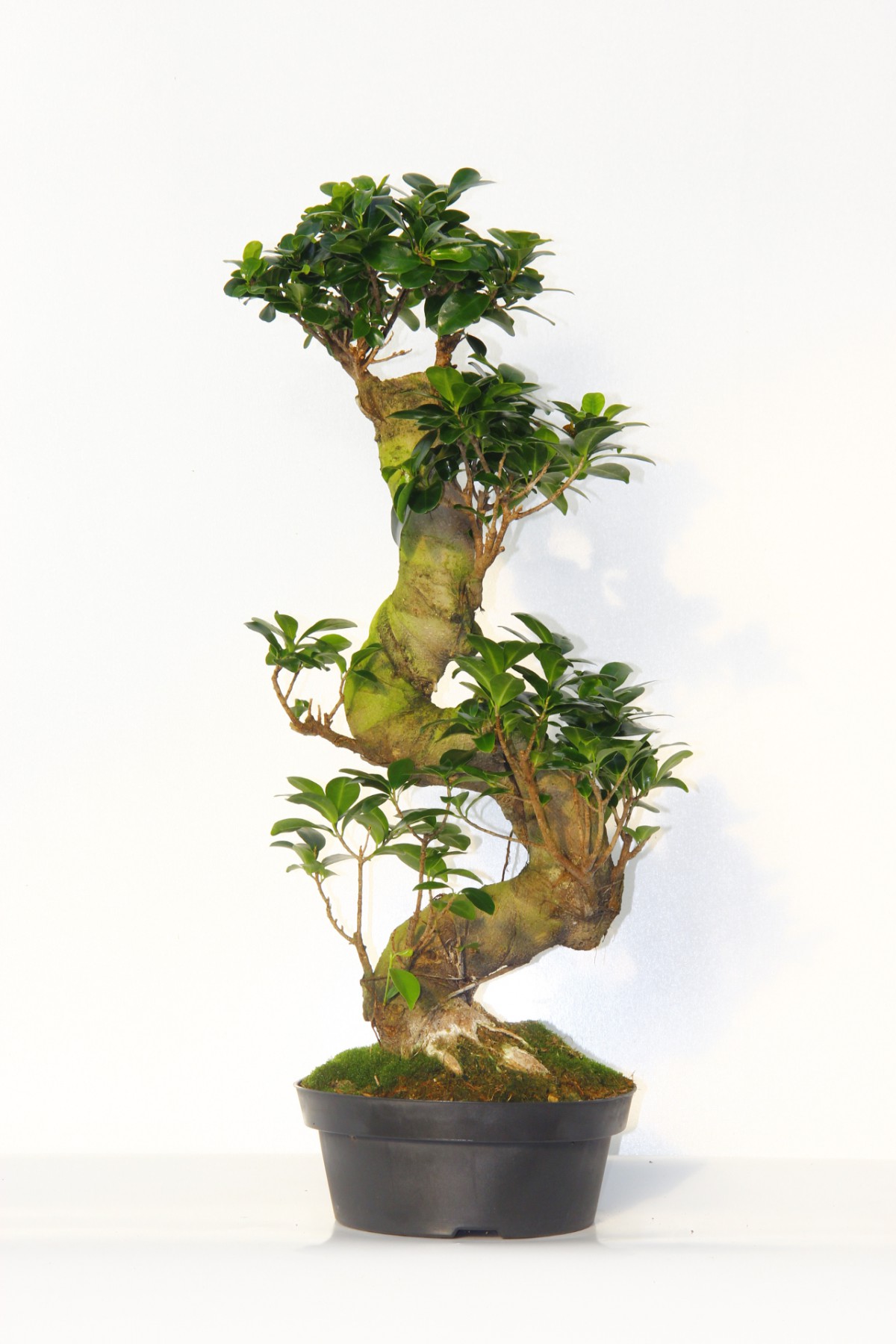 Ficus Bonsai S Form 60–80 cm Canlı Bonsai Ağacı | Dekoratif İç Mekan Bitkisi Ficus Bonsai S Form 60–80 cm Canlı Bonsai Ağacı | Dekoratif İç Mekan Bitkisi