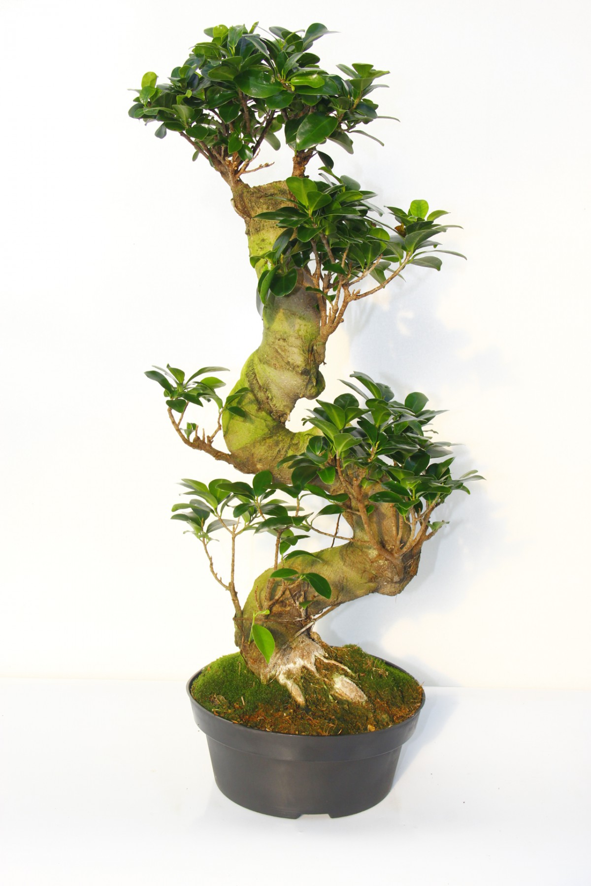 Ficus Bonsai S Form 60–80 cm Canlı Bonsai Ağacı | Dekoratif İç Mekan Bitkisi Ficus Bonsai S Form 60–80 cm Canlı Bonsai Ağacı | Dekoratif İç Mekan Bitkisi