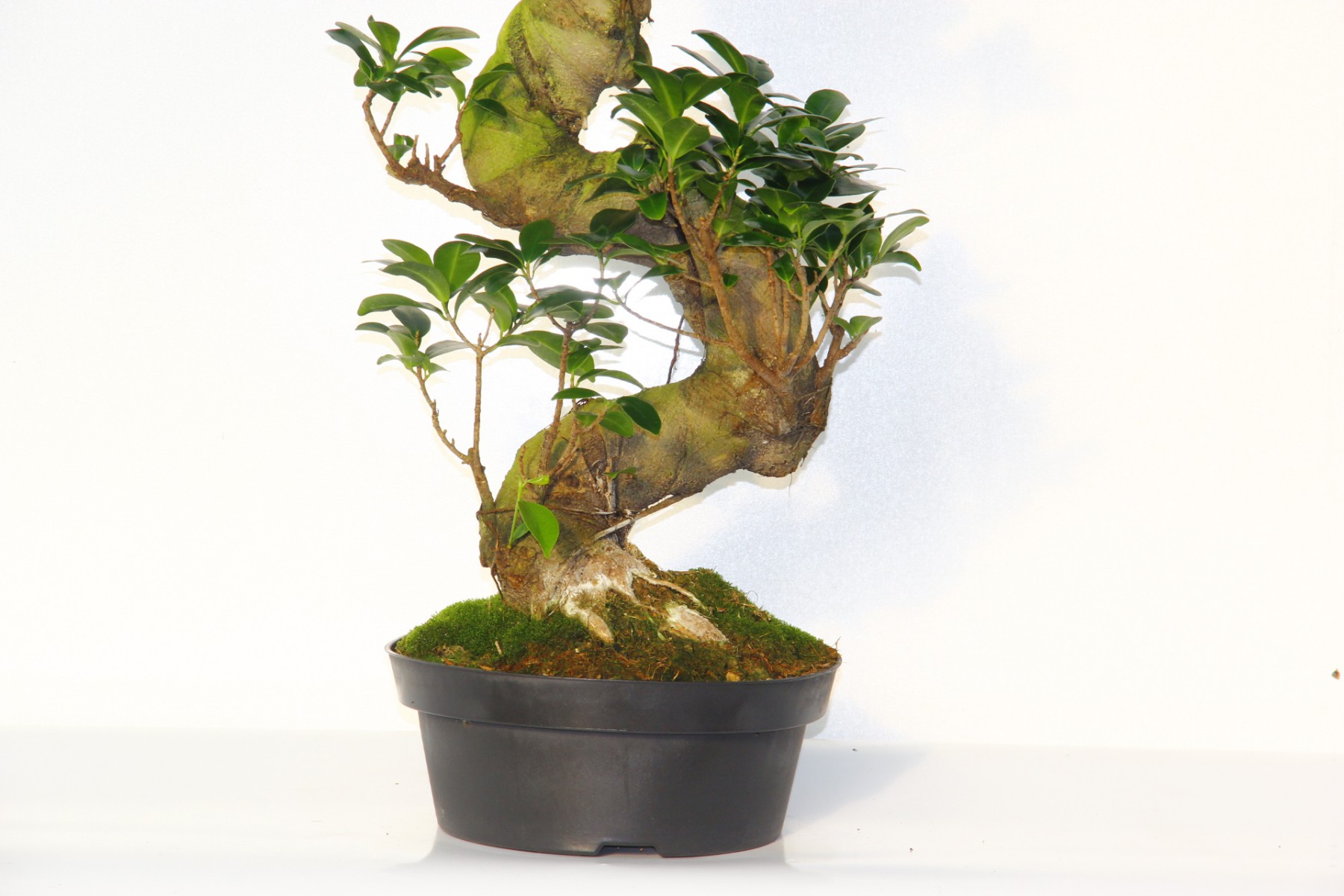 Ficus Bonsai S Form 60–80 cm Canlı Bonsai Ağacı | Dekoratif İç Mekan Bitkisi Ficus Bonsai S Form 60–80 cm Canlı Bonsai Ağacı | Dekoratif İç Mekan Bitkisi