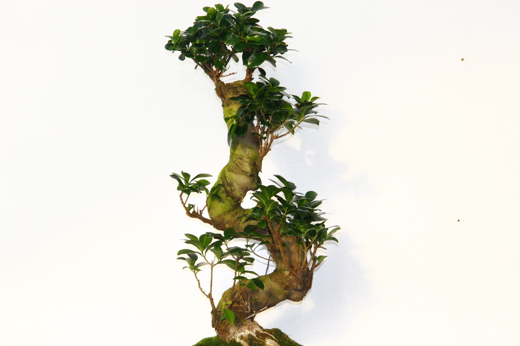 Ficus Bonsai S Form 60–80 cm Canlı Bonsai Ağacı | Dekoratif İç Mekan Bitkisi Ficus Bonsai S Form 60–80 cm Canlı Bonsai Ağacı | Dekoratif İç Mekan Bitkisi