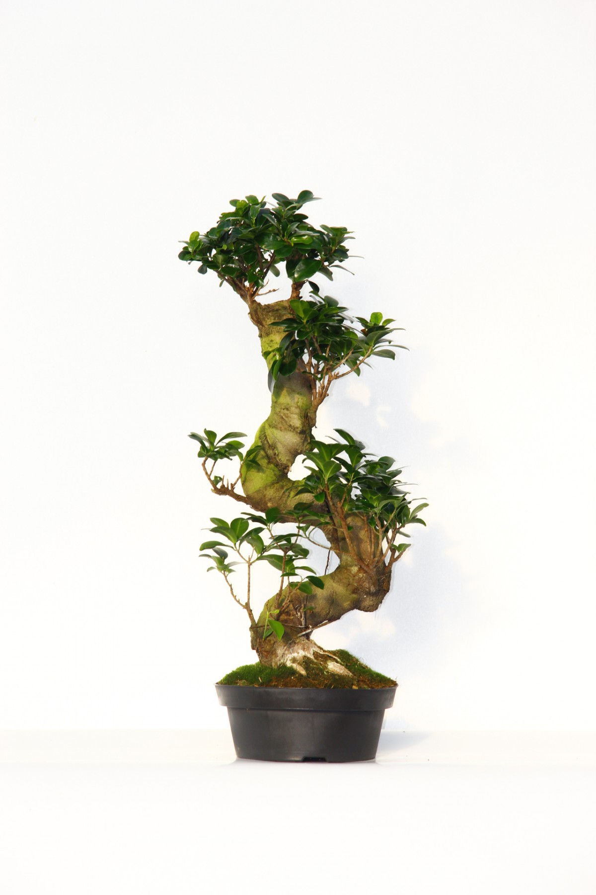 Ficus Bonsai S Form 60–80 cm Canlı Bonsai Ağacı | Dekoratif İç Mekan Bitkisi Ficus Bonsai S Form 60–80 cm Canlı Bonsai Ağacı | Dekoratif İç Mekan Bitkisi