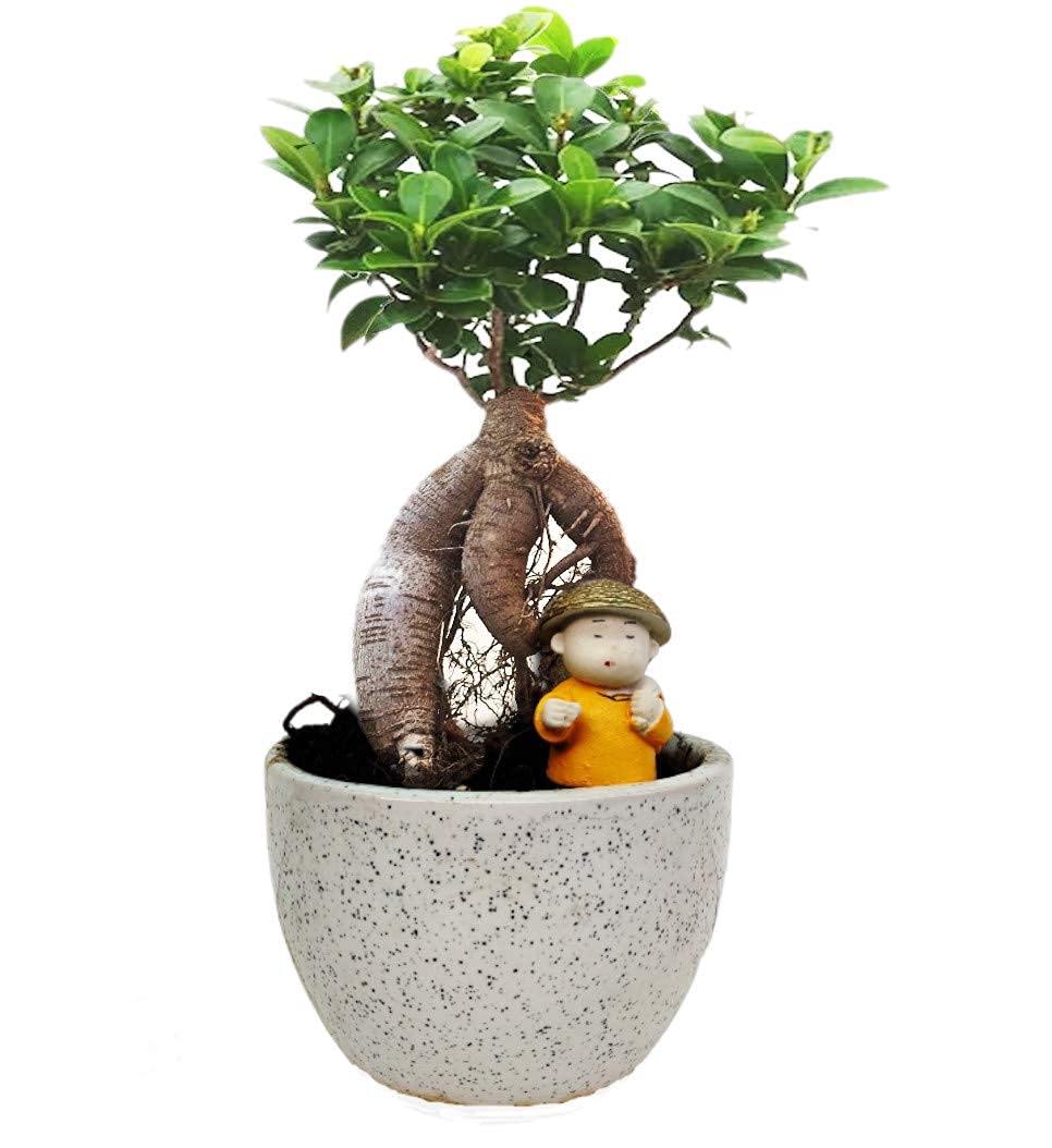 Ficus Ginseng Bonsai 2 Adet Ficus Ginseng Bonsai 2 Adet