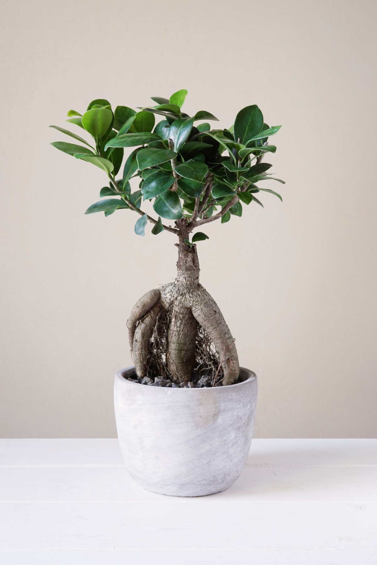 Ficus Ginseng Bonsai 3 Adet
