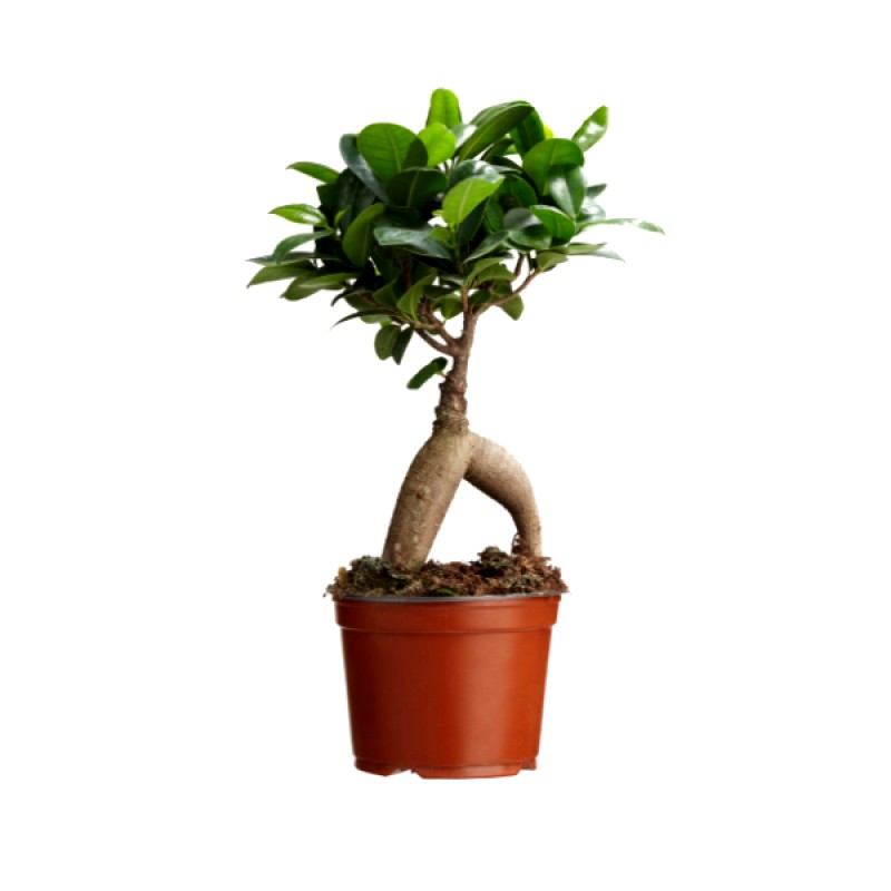 Ficus Ginseng Bonsai 3 Adet