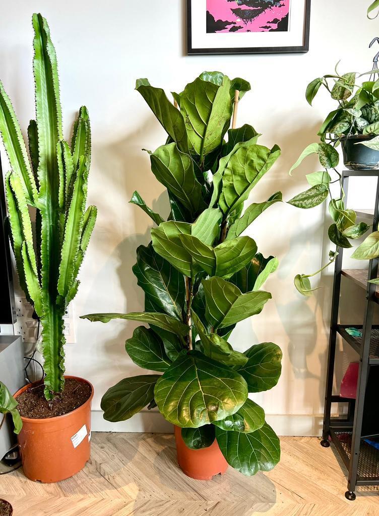 Ficus  Lyrata - Keman Yapraklı Kauçuk 60-80 cm