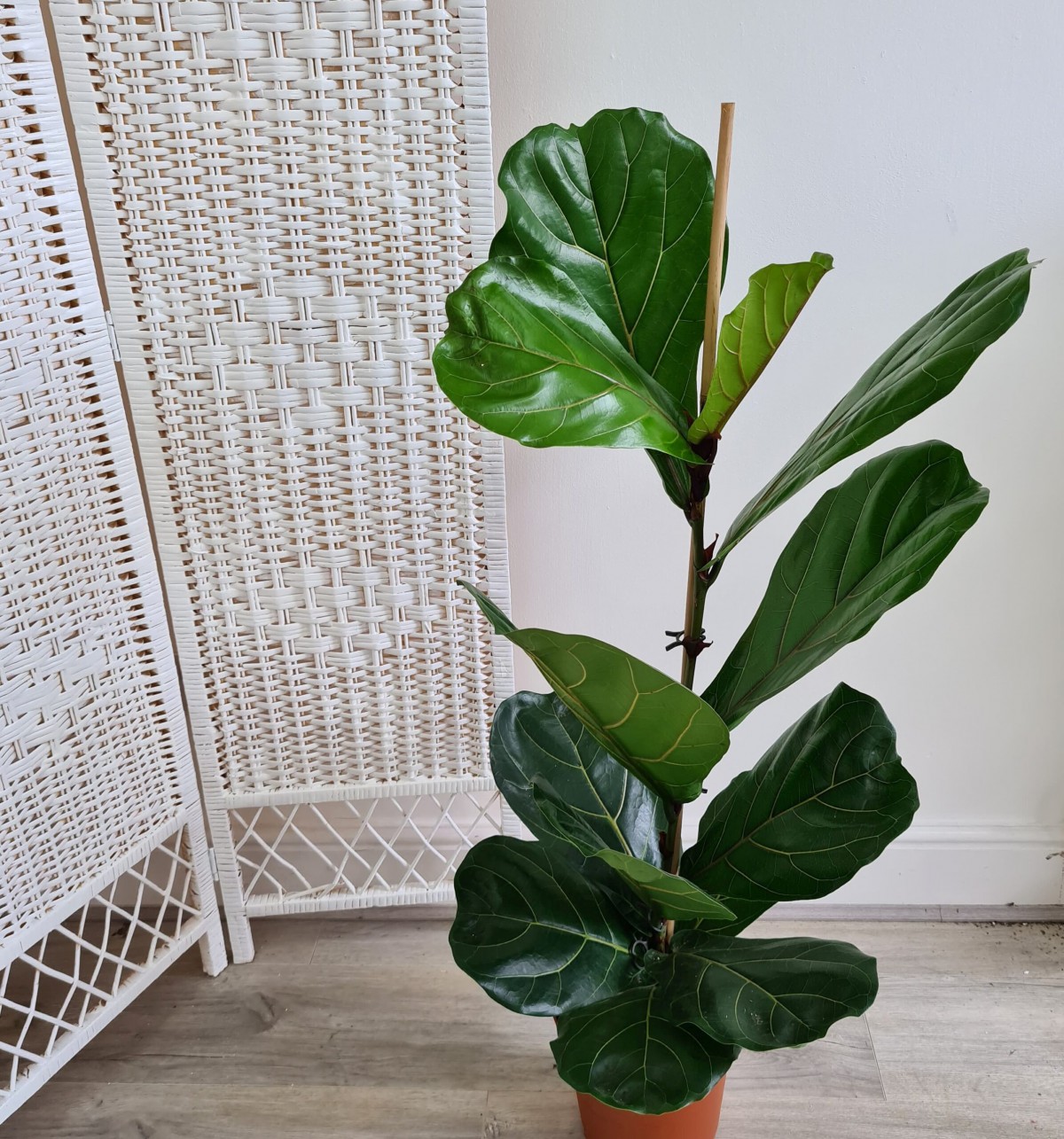 Ficus  Lyrata - Keman Yapraklı Kauçuk 60-80 cm