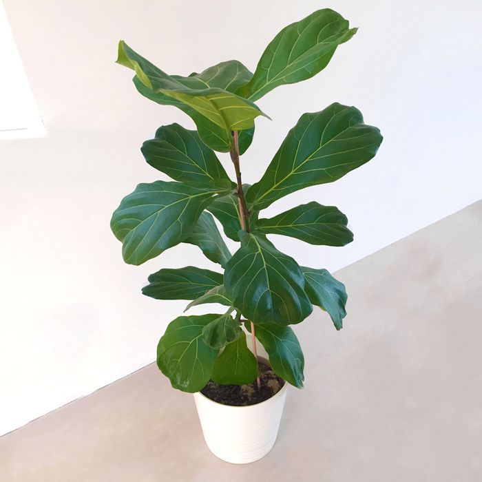 Ficus  Lyrata - Keman Yapraklı Kauçuk 60-80 cm
