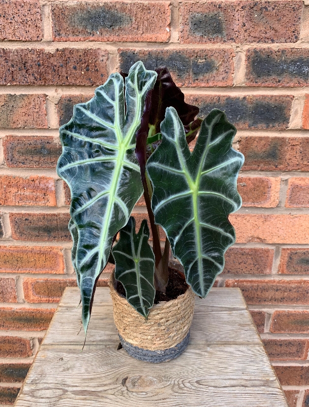 Fil Kulağı (Alocasia Polly) 20-40 cm Fil Kulağı (Alocasia Polly) 20-40 cm