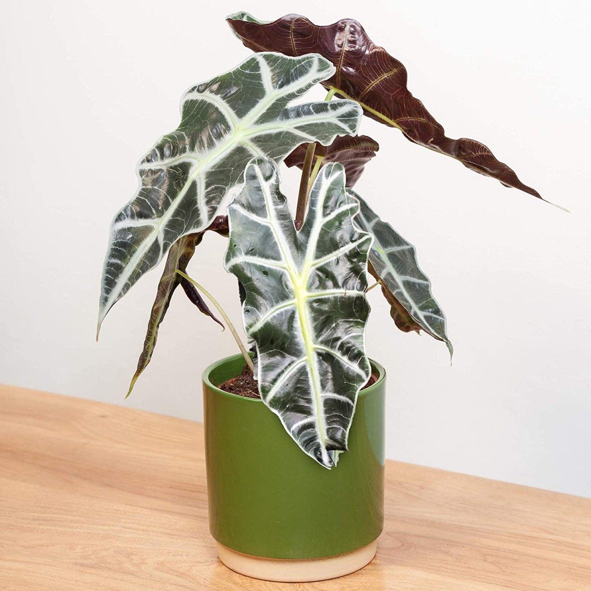 Fil Kulağı (Alocasia Polly) 20-40 cm Fil Kulağı (Alocasia Polly) 20-40 cm