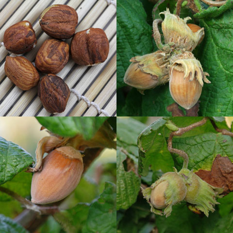 Fındık (Çakıldak) Fidanı 3 Yaş Fındık (Çakıldak) Fidanı 3 Yaş