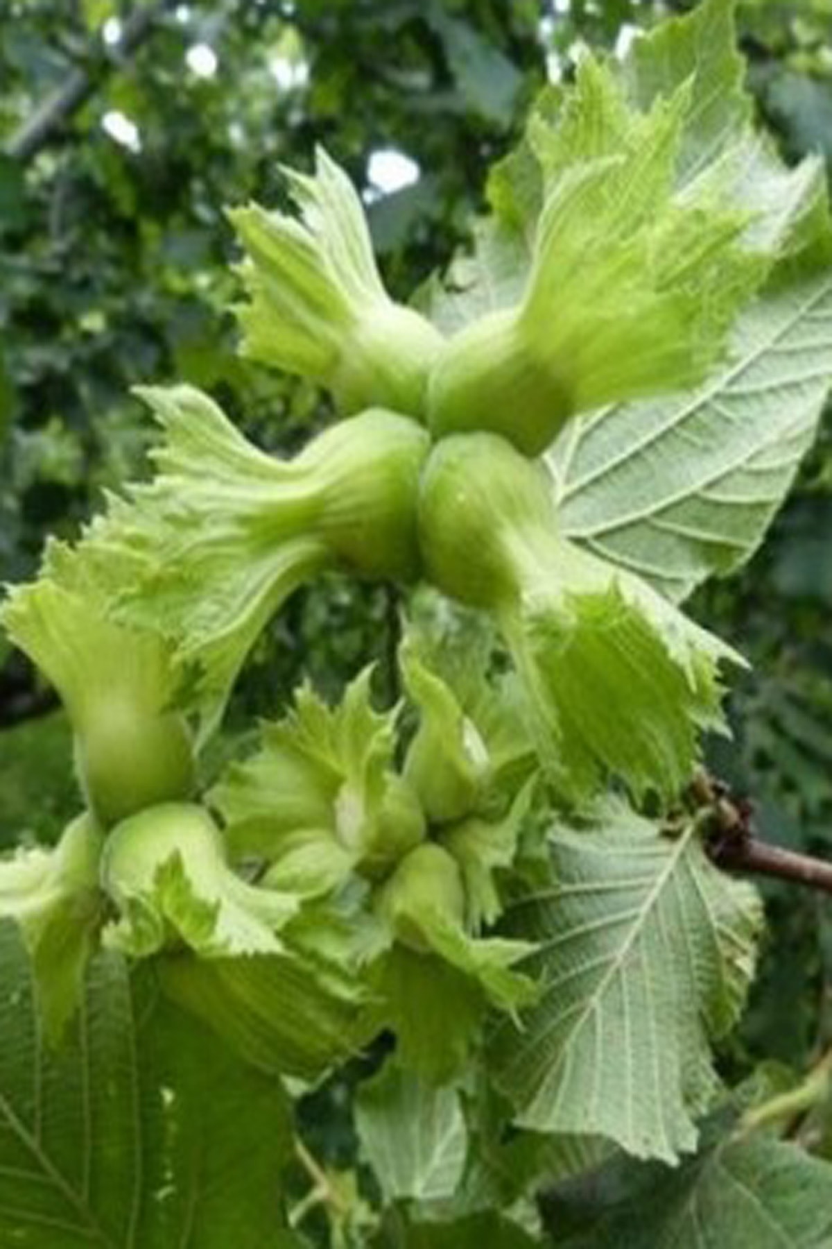 Fındık (Giresun ) Fidanı 3 Yaş Fındık (Giresun ) Fidanı 3 Yaş