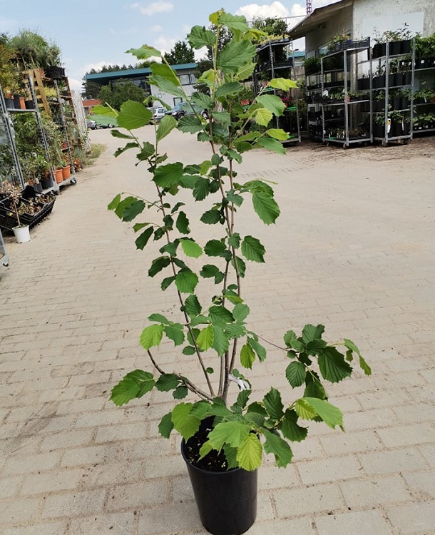 Fındık (Giresun ) Fidanı 3 Yaş Fındık (Giresun ) Fidanı 3 Yaş