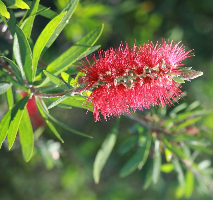 Fırça Çalısı Callistemon 10 Adet Fırça Çalısı Callistemon 10 Adet