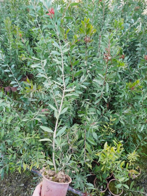 Fırça Çalısı Callistemon 3 Adet Fırça Çalısı Callistemon 3 Adet