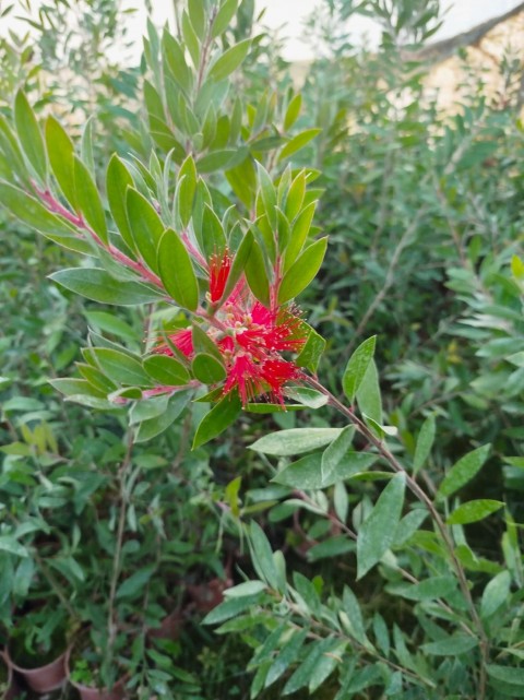 Fırça Çalısı Callistemon 5 Adet