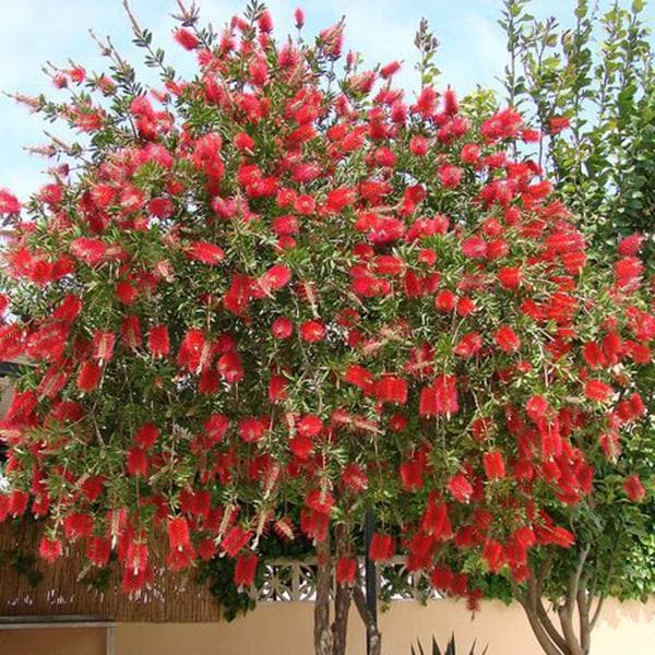 Fırça Çalısı Callistemon