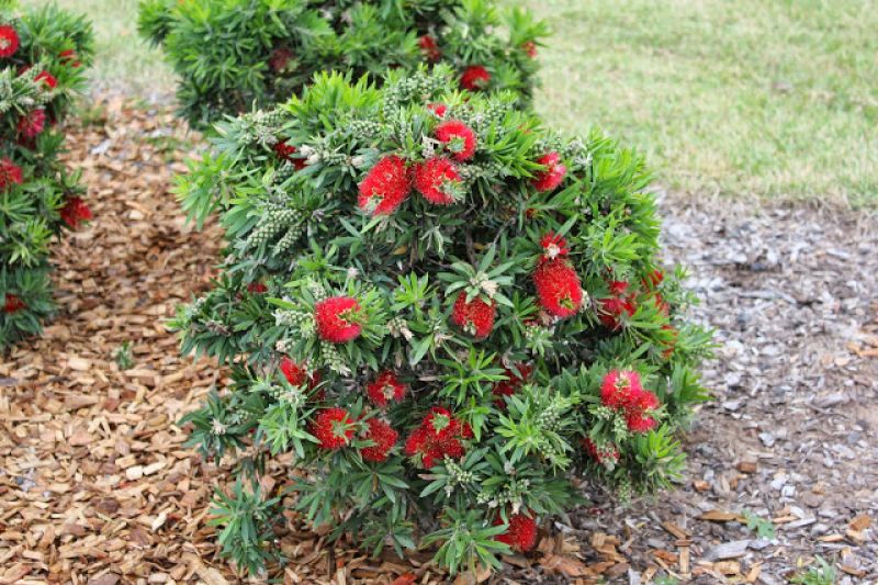 Fırça Çalısı Callistemon Fırça Çalısı Callistemon