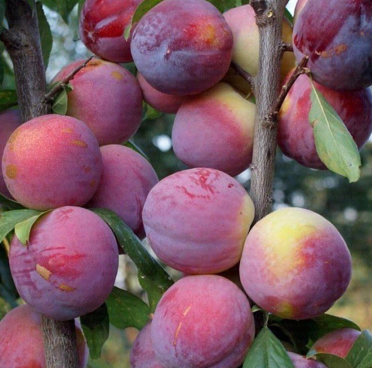 Fortuna Erik Fidanı 3 Yaş Tüplü ve Aşılı Fortuna Erik Fidanı 3 Yaş Tüplü ve Aşılı