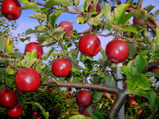 Gala Elma Fidanı 3 Yaş Tüplü ve Aşılı Gala Elma Fidanı 3 Yaş Tüplü ve Aşılı