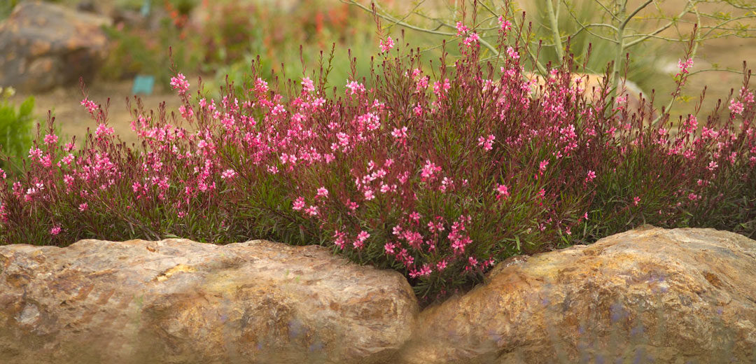Gaura Çalısı Çiçeği 10 Adet Gaura Çalısı Çiçeği 10 Adet