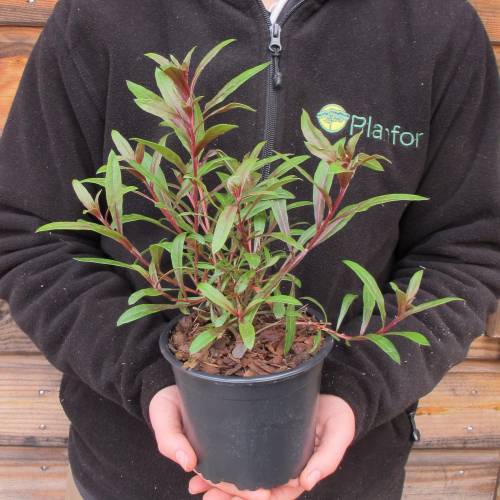 Gaura Çalısı Çiçeği 10 Adet Gaura Çalısı Çiçeği 10 Adet