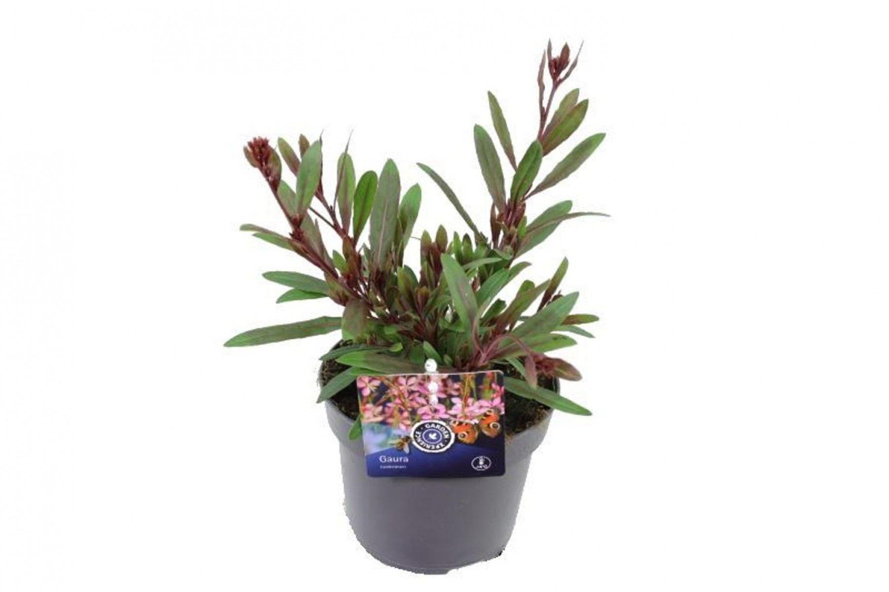 Gaura Çalısı Çiçeği 10 Adet Gaura Çalısı Çiçeği 10 Adet