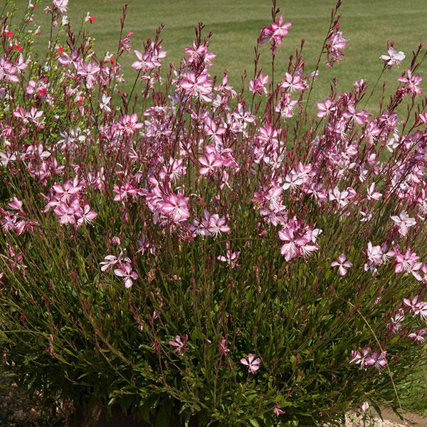 Gaura Çalısı Çiçeği 20 Adet Gaura Çalısı Çiçeği 20 Adet