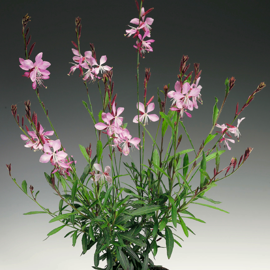 Gaura Çalısı Çiçeği 20 Adet Gaura Çalısı Çiçeği 20 Adet