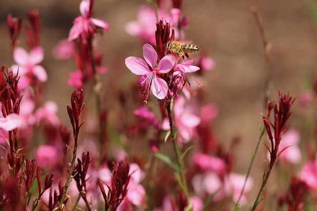 Gaura Çalısı Çiçeği 30 Adet