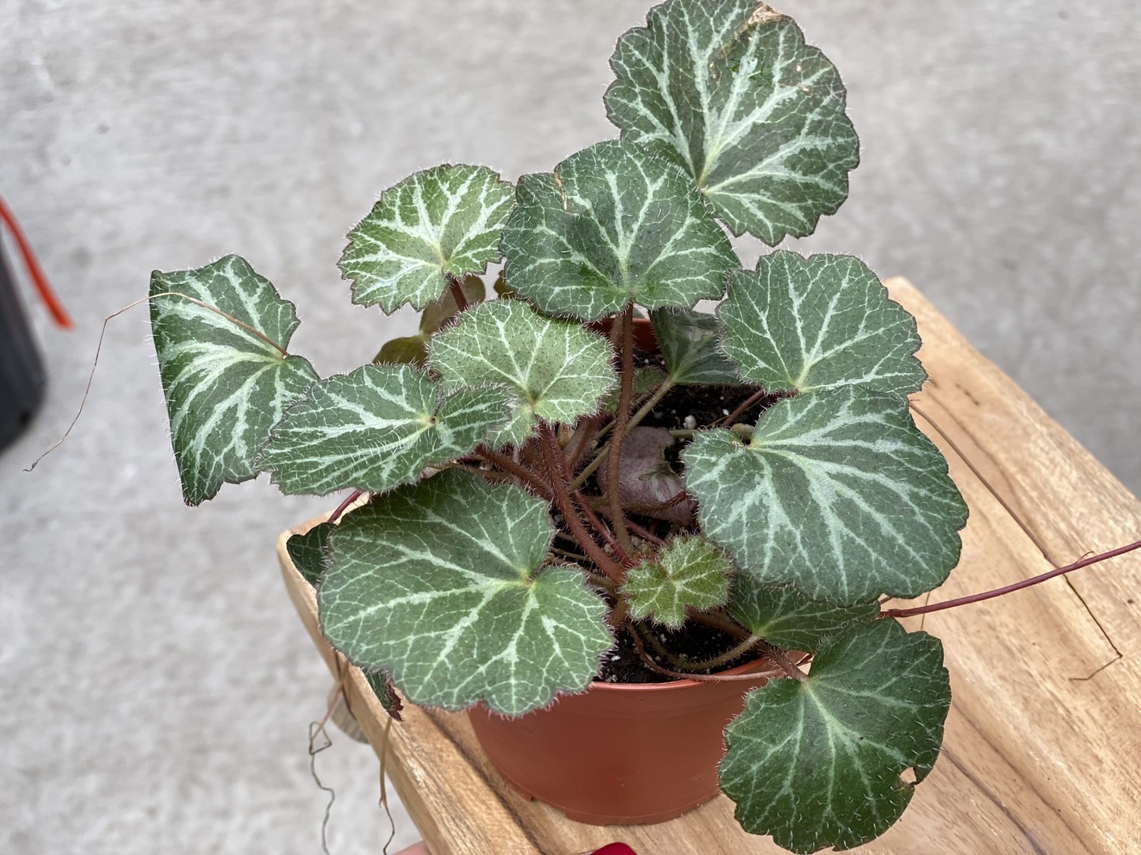 Gelin Teli Çiçeği – Begonia Saxifraga (Askılı Saksıda)