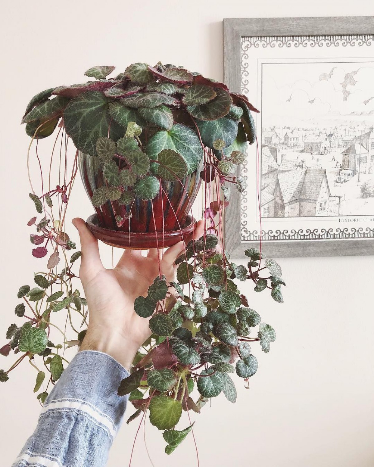 Gelin Teli Çiçeği – Begonia Saxifraga (Askılı Saksıda)